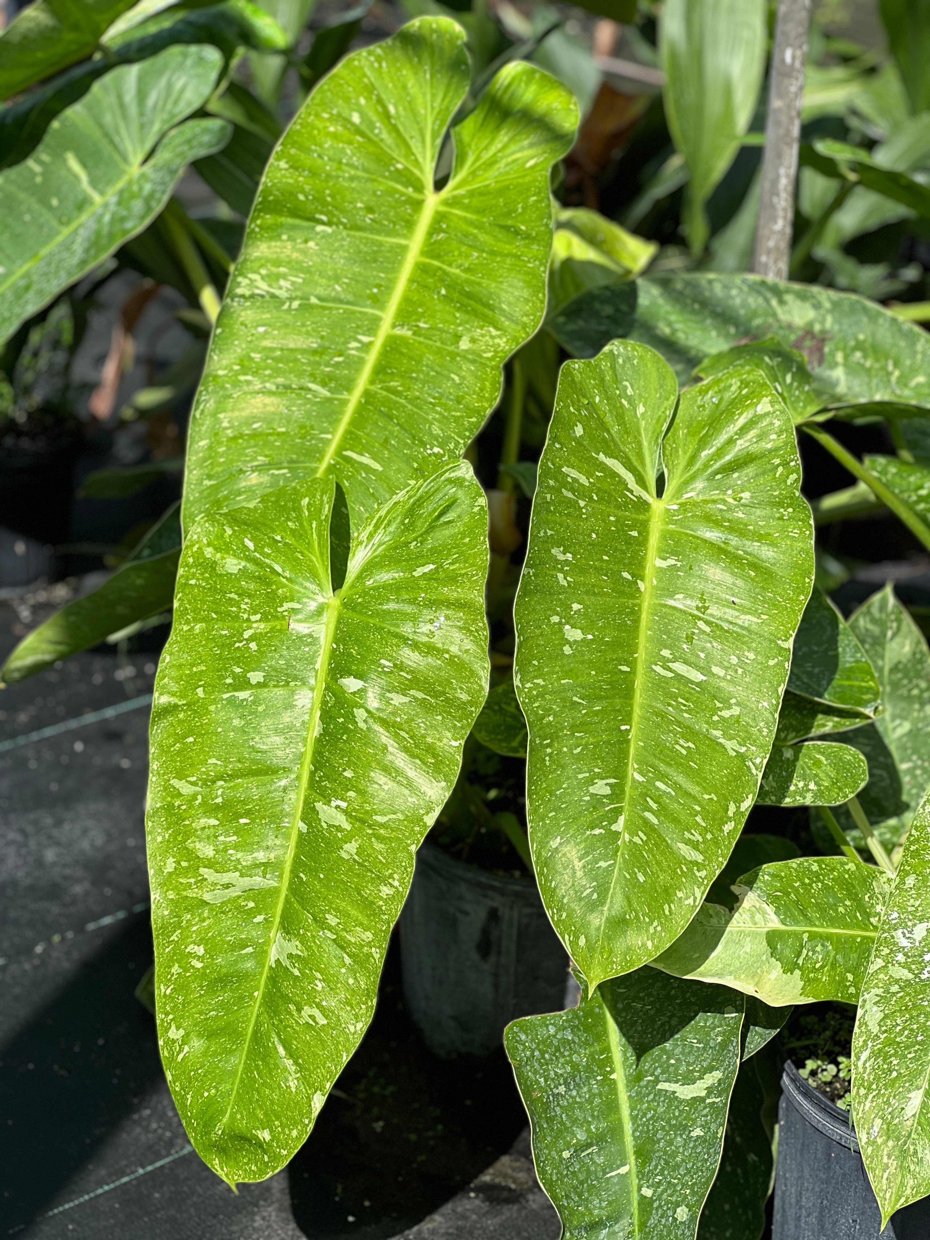 Fairchild Tropical Botanic Garden Heartleaf Philodendron
