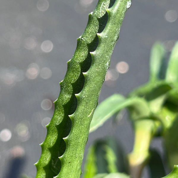 Aloe analavelonensis