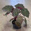 Begonia 'Plum Gorgeous'