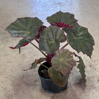 Begonia 'Plum Gorgeous'