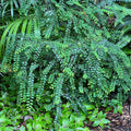 Phyllanthus cochinchinensis