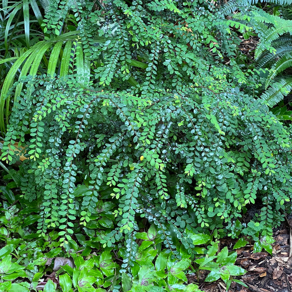 Phyllanthus cochinchinensis