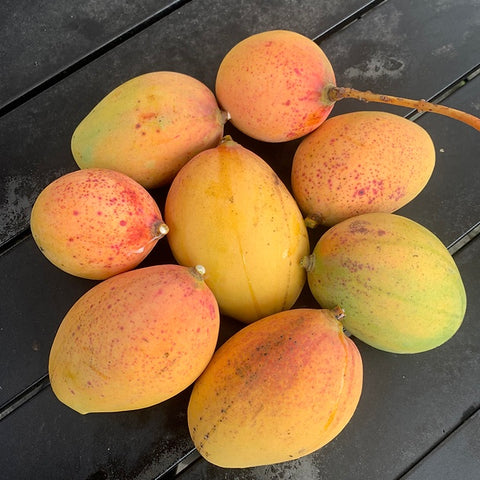 Mangifera indica 'Pickering'