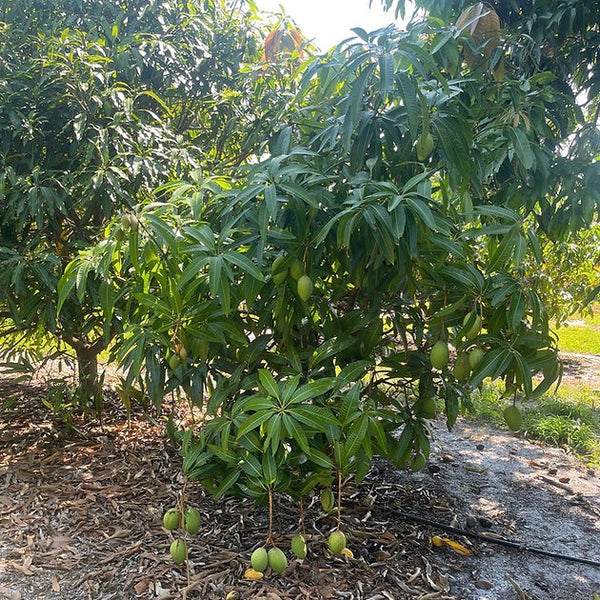 Mangifera indica 'Pickering'