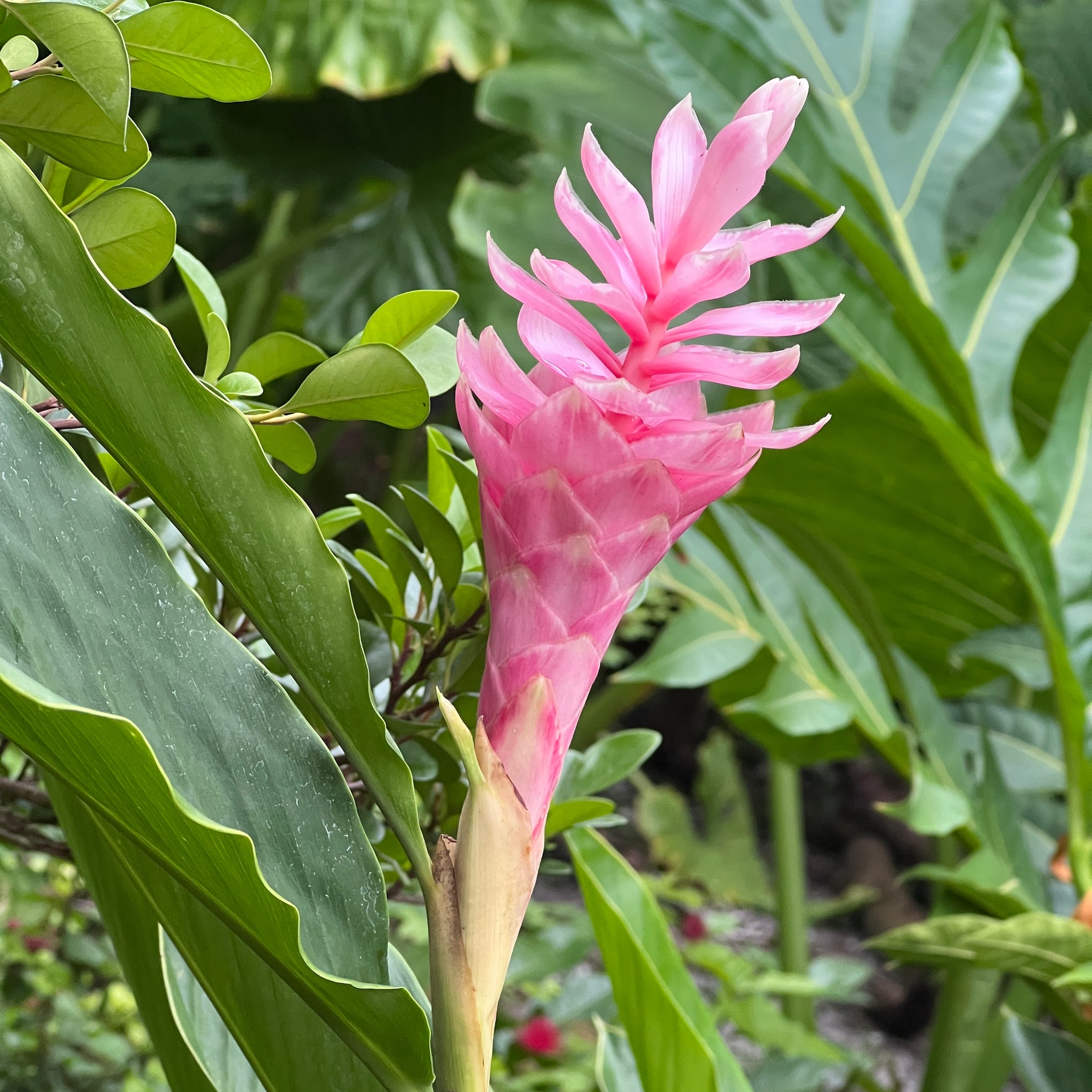 Alpinia purpurata (pink bract form)