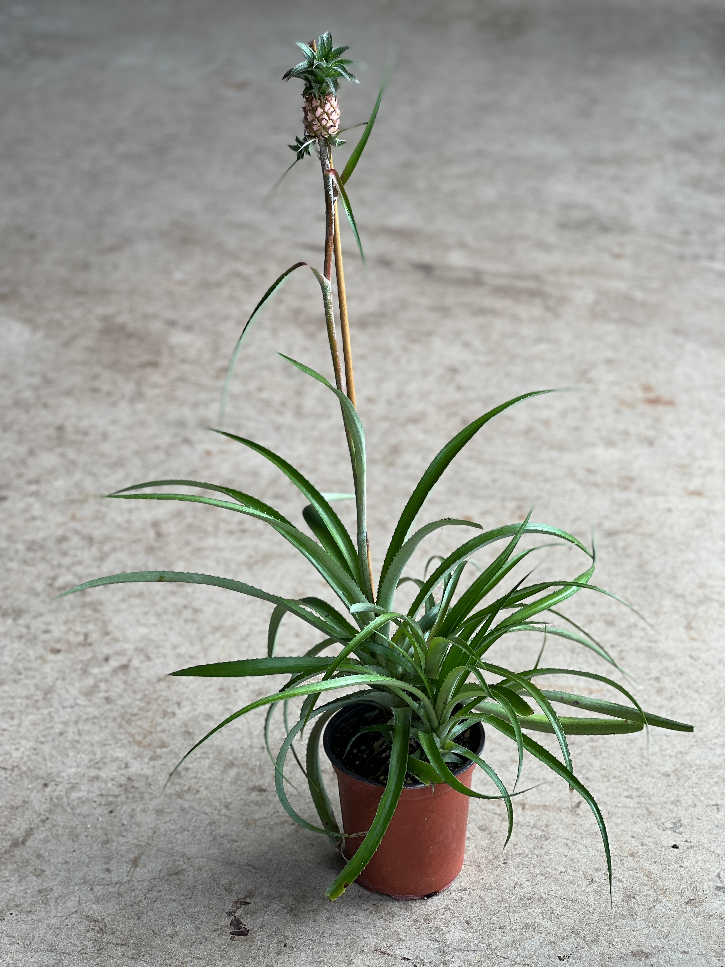 plant with mini pineapple Ananas comosus var. microstachys