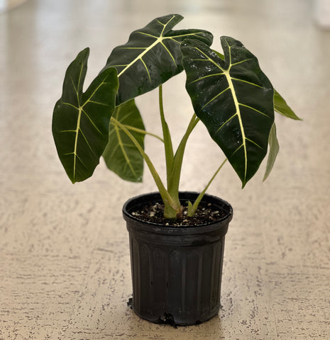 Alocasia micholitziana 'Frydek'