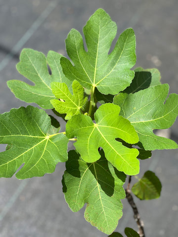 Ficus carica 'Brown Turkey'