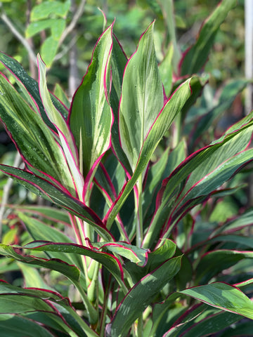 Cordyline fruticosa 'Candy Cane'