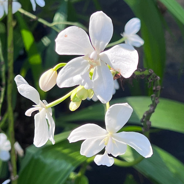 Spathoglottis plicata