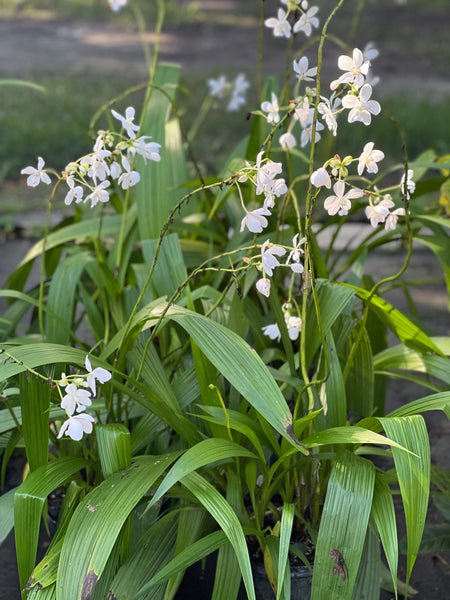 Spathoglottis plicata