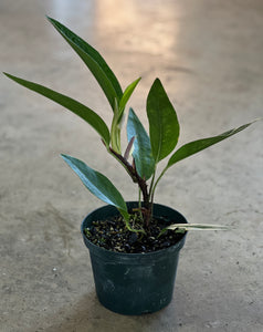 Anthurium scandens