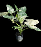 Alocasia macrorrhizos var. variegata