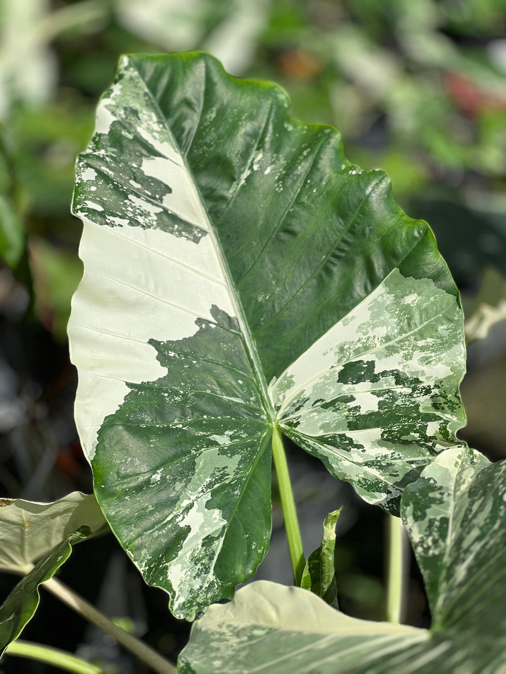 Alocasia macrorrhizos var. variegata