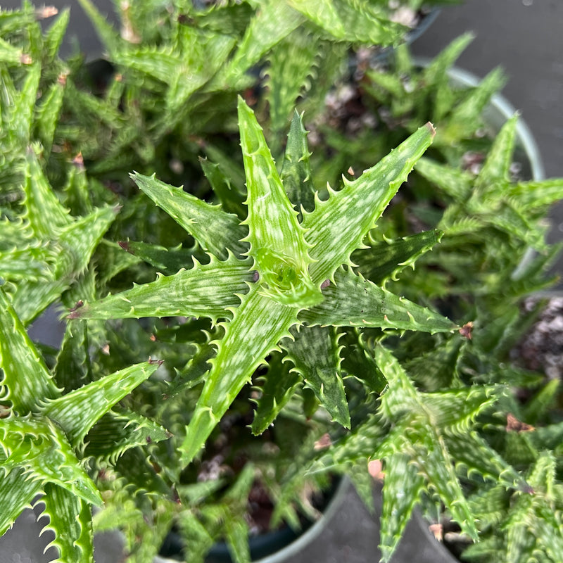 tiger aloe succulent Aloe juvenna
