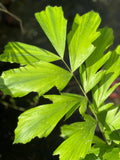 Caryota rumphiana