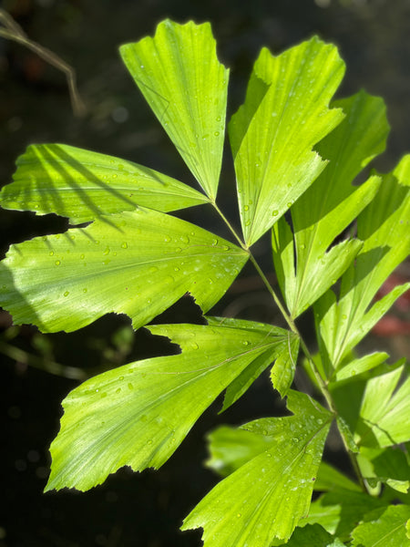 Caryota rumphiana