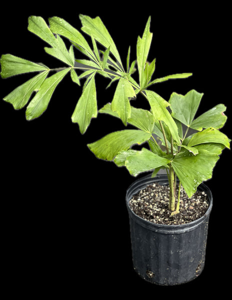 Caryota rumphiana