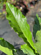 Anthurium dombeyanum