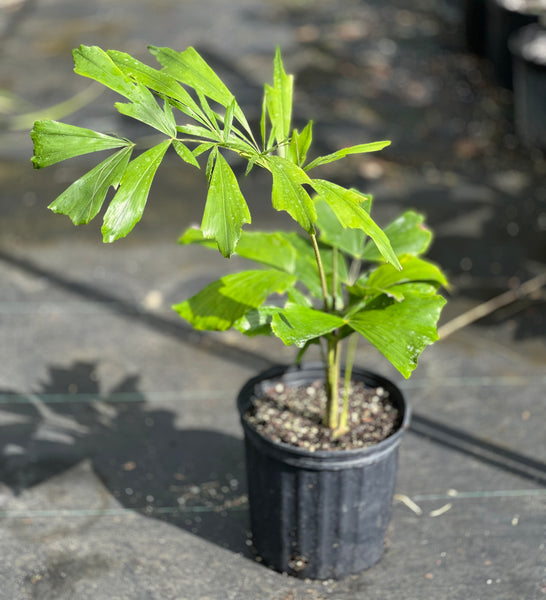 Caryota rumphiana