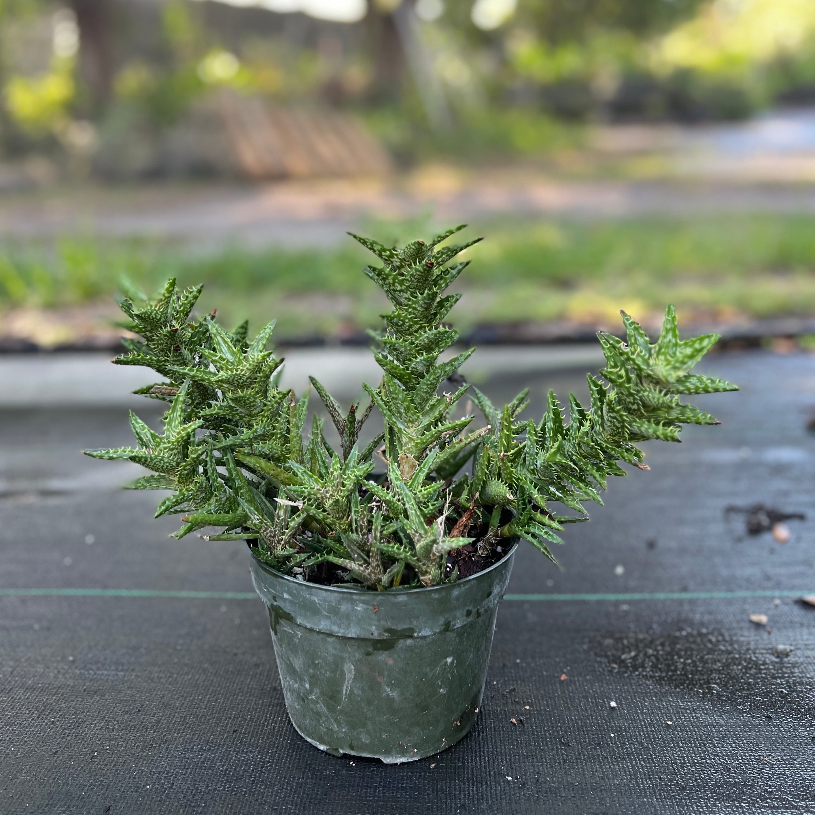 tooth succulent Aloe juvenna