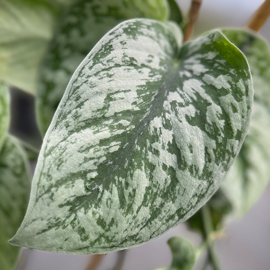 Scindapsus pictus 'Exotica'