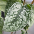 Scindapsus pictus 'Exotica'