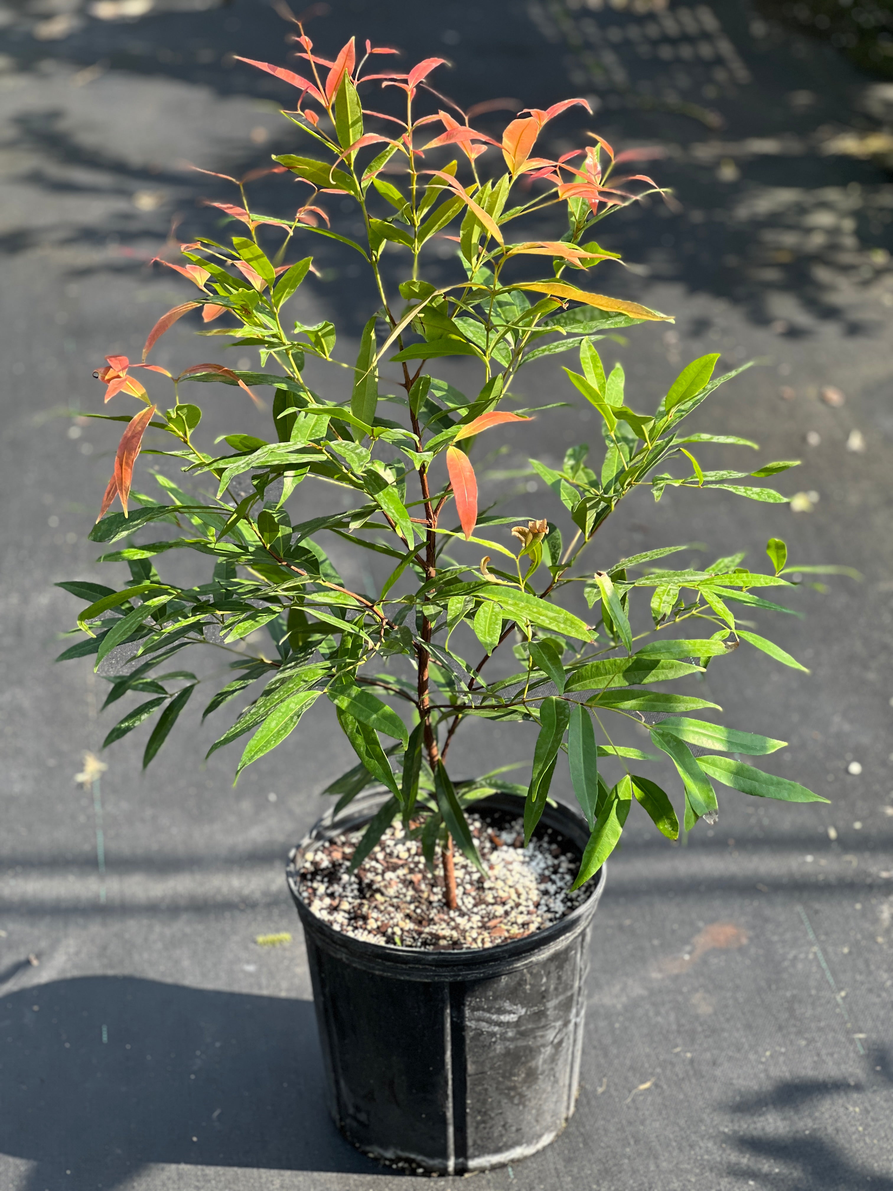 Syzygium myrtifolium