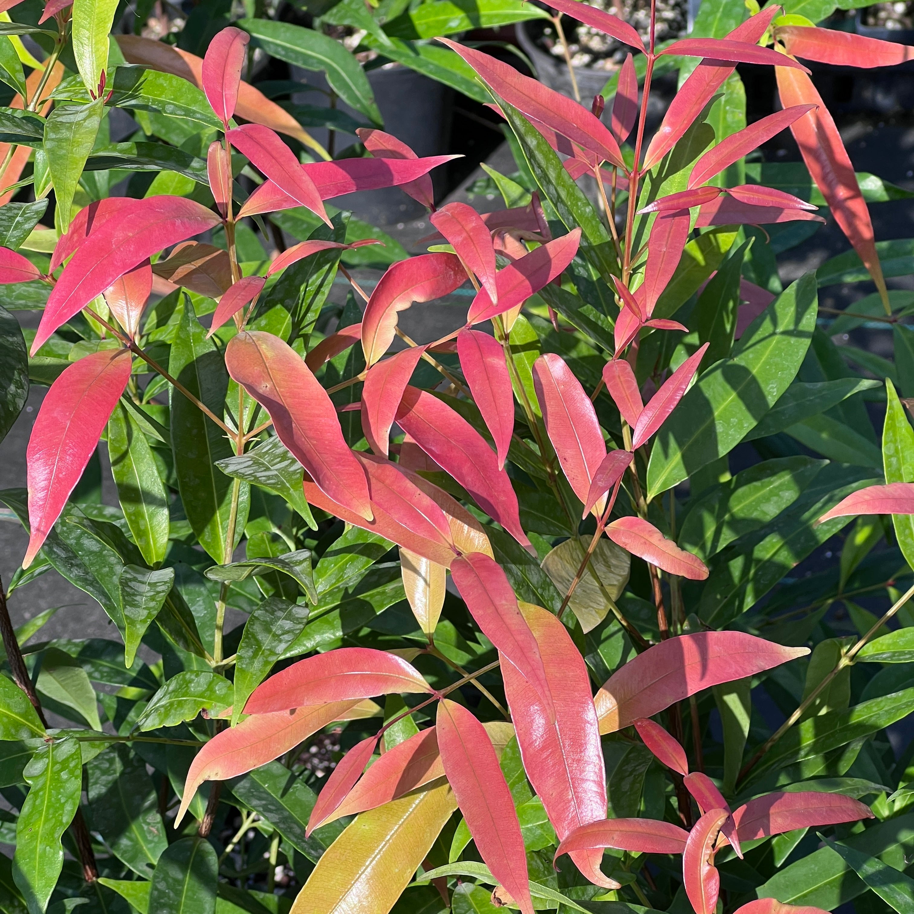 Syzygium myrtifolium
