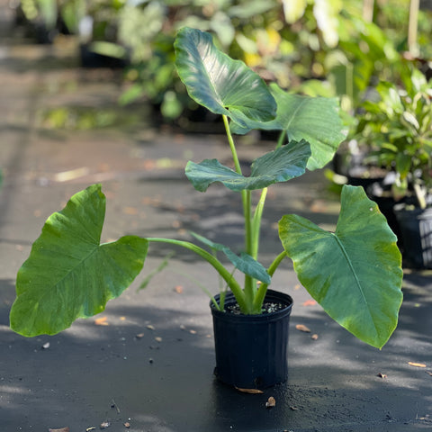 Alocasia macrorrhizos