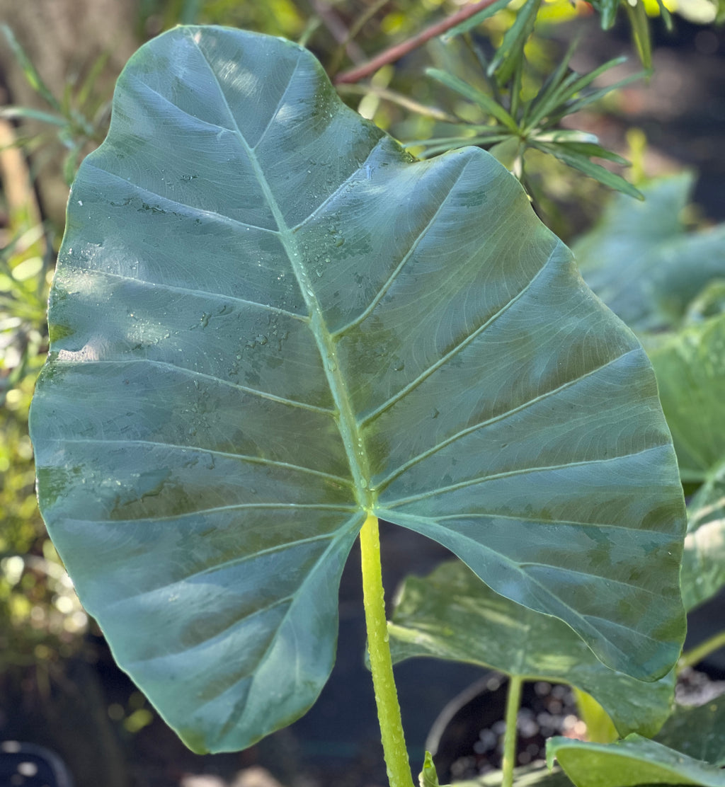 Alocasia macrorrhizos
