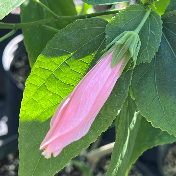 Malvaviscus penduliflorus 'Chilli Pink'