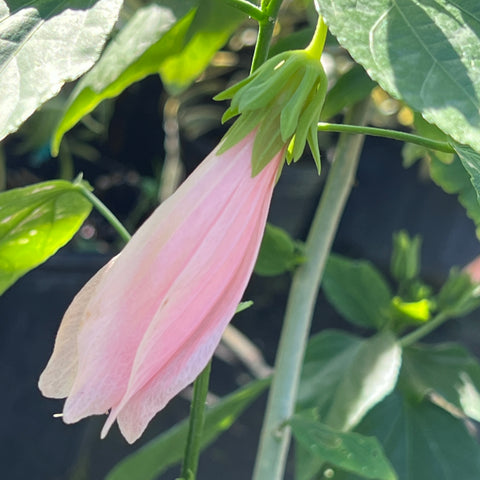 Malvaviscus penduliflorus 'Chilli Pink'