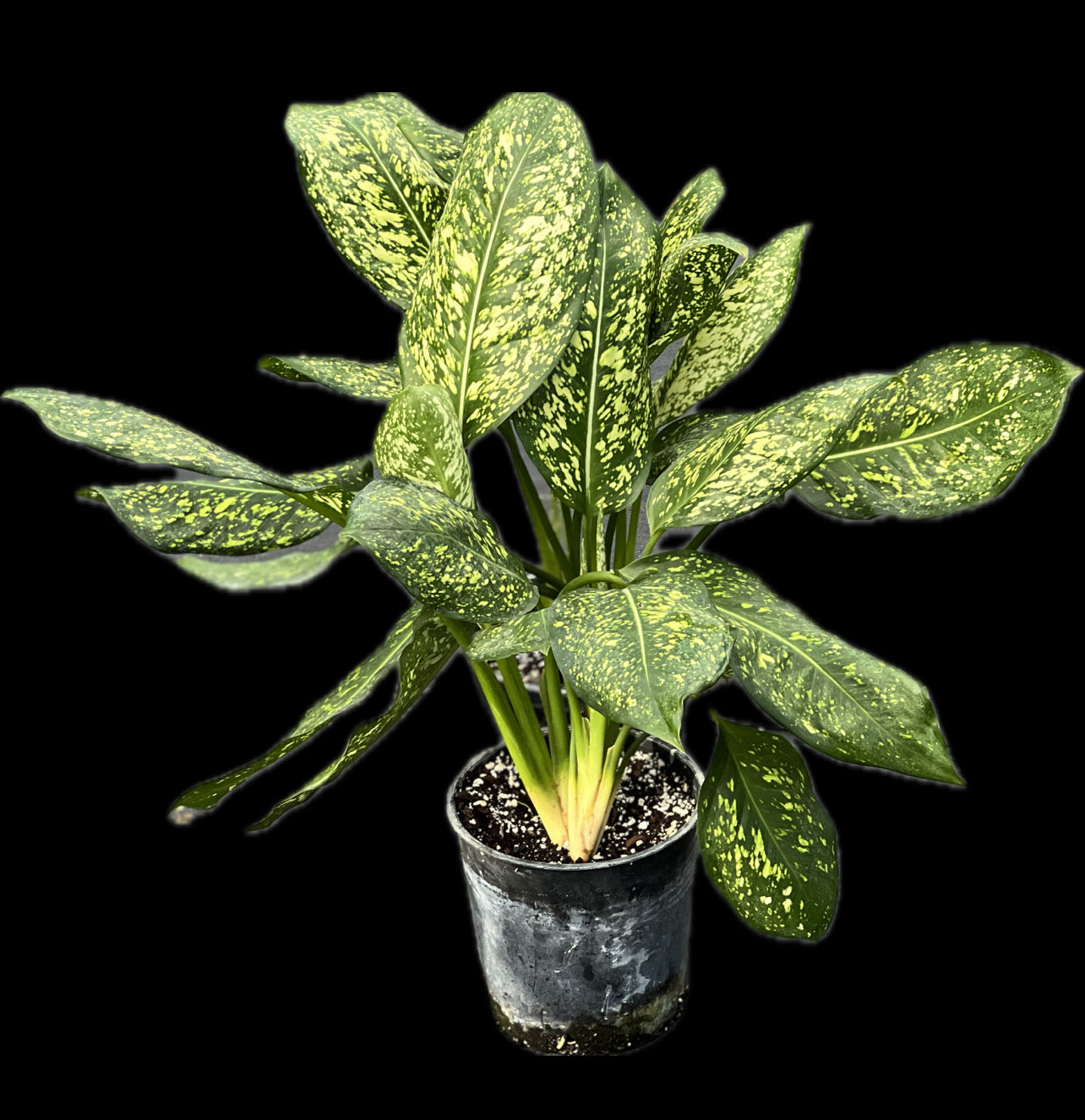 Aglaonema 'Lumina' – Fairchild Tropical Botanic Garden