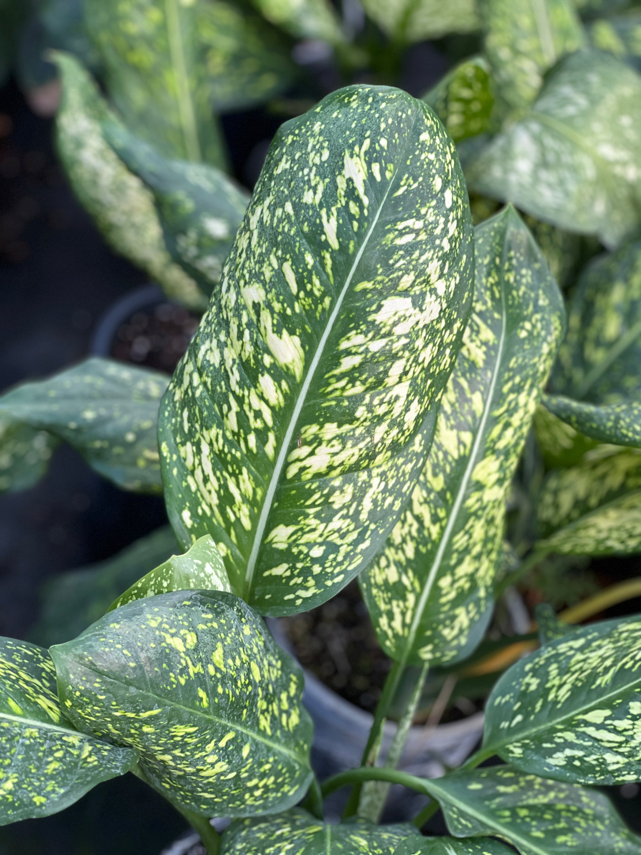Aglaonema 'Lumina' – Fairchild Tropical Botanic Garden