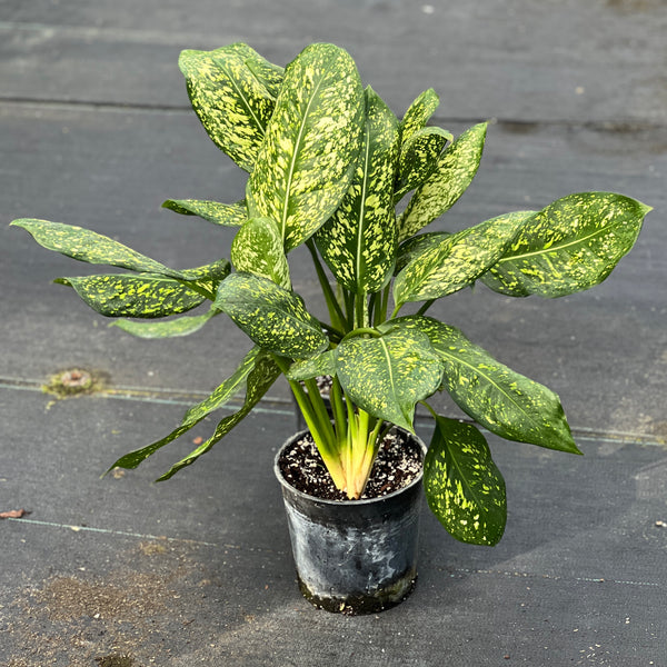 Aglaonema 'Lumina'