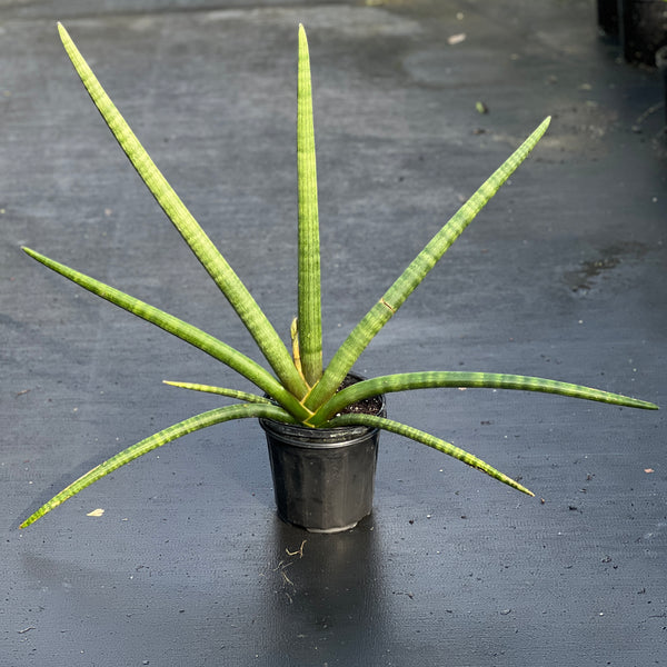 Sansevieria cylindrica