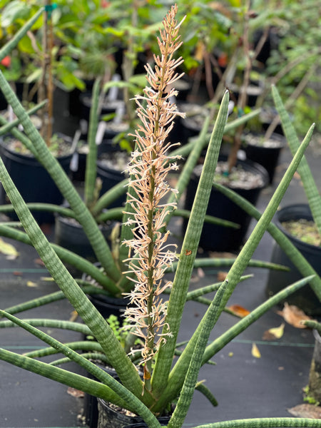 Sansevieria cylindrica