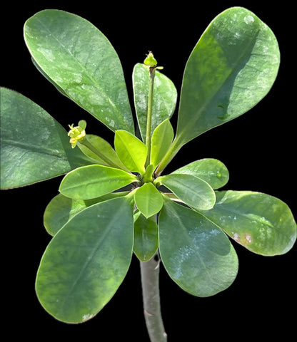 Euphorbia elliotii