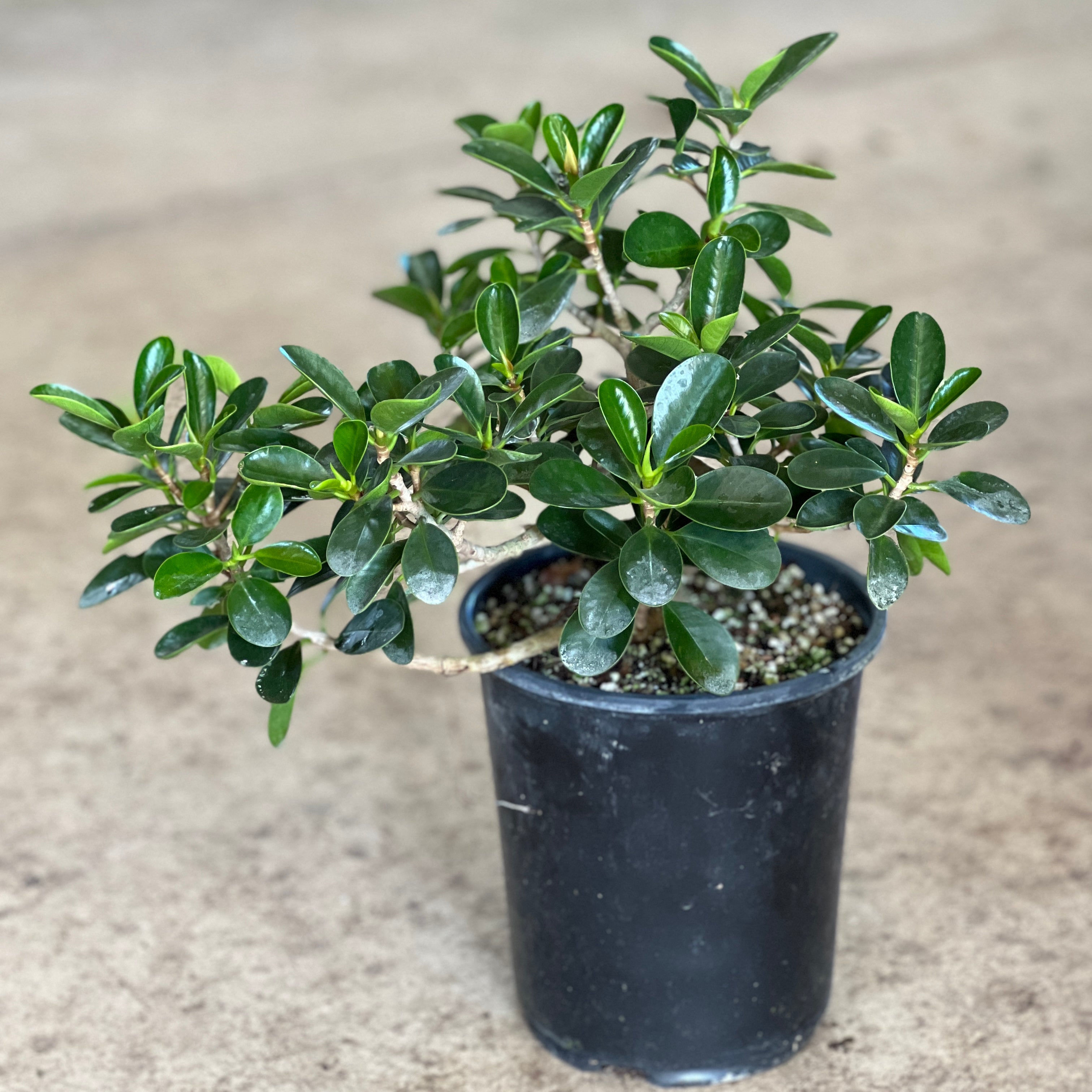 ficus microcarpa indoor plant Ficus microcarpa 'Mini Cup Leaf'