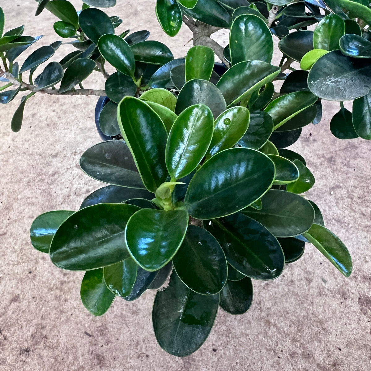 Mini Ficus Ficus Microcarpa 'Mini Cup Leaf' - Dwarf Bonsai
