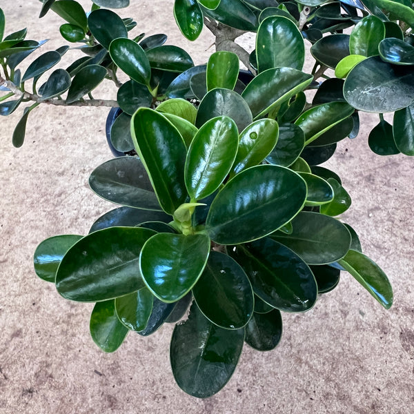 Ficus microcarpa 'Mini Cup Leaf'