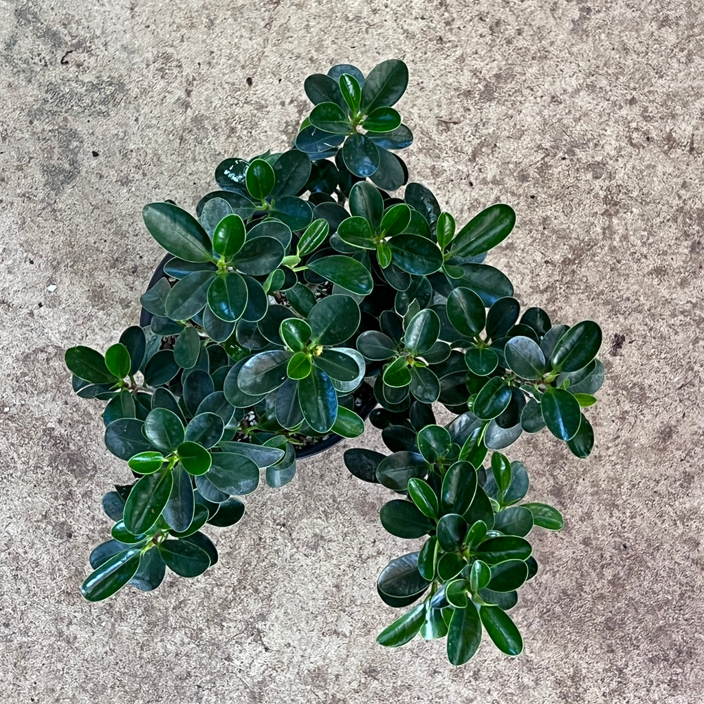 Mini Ficus Ficus microcarpa 'Mini Cup Leaf' – Fairchild Tropical Botanic Garden