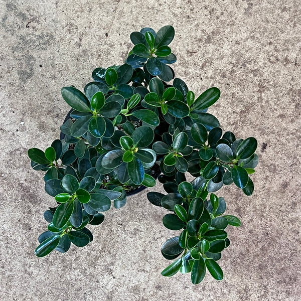 Ficus microcarpa 'Mini Cup Leaf'