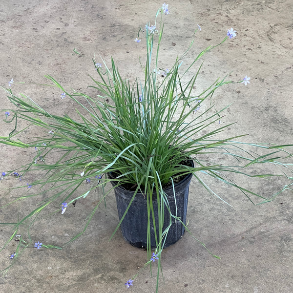 Sisyrinchium angustifolium