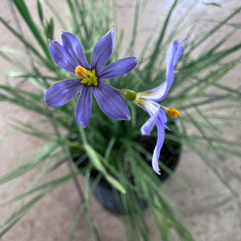 Sisyrinchium angustifolium