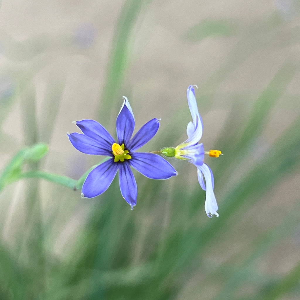 Sisyrinchium angustifolium