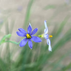 Sisyrinchium angustifolium