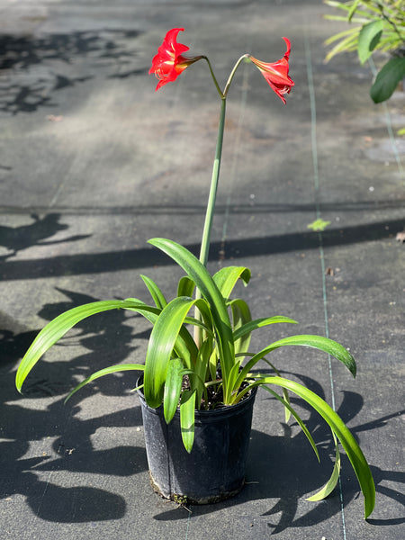 Hippeastrum puniceum (3 gallon)