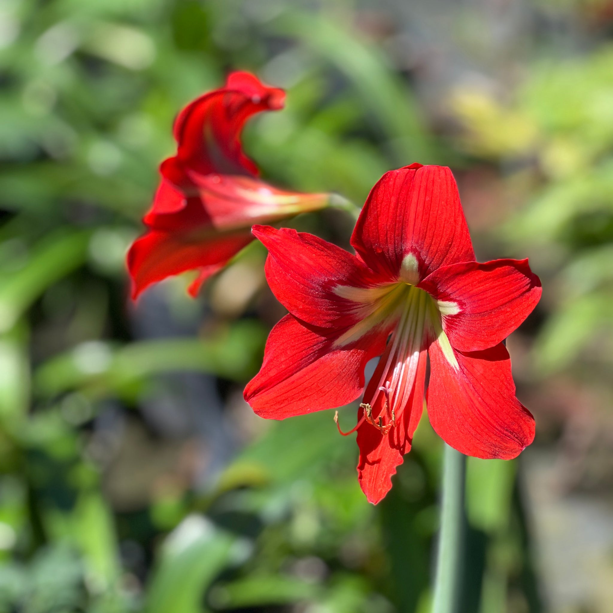 Hippeastrum puniceum (1 gallon)